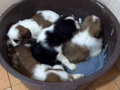 Cachorro raça Shitzu idade Abaixo de 2 meses nome Sem nome 