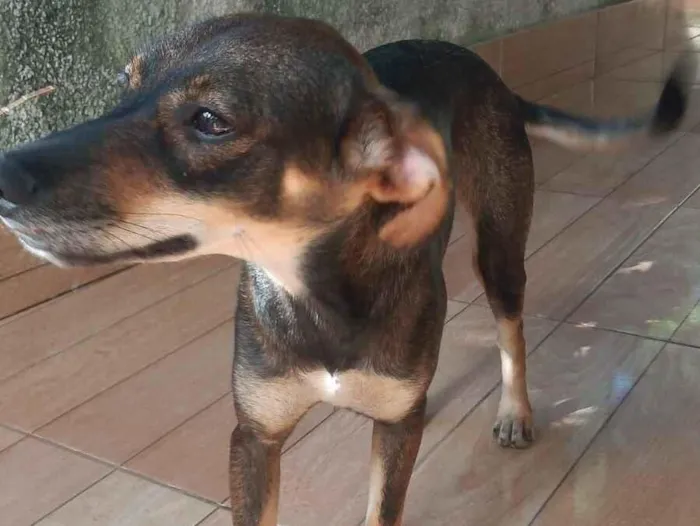 Cachorro raça SRD-ViraLata idade 2 anos nome Doralice 