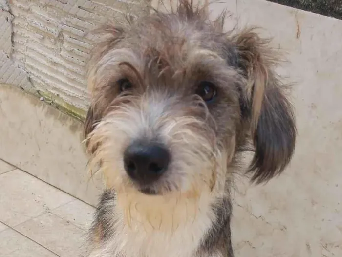 Cachorro raça SRD-ViraLata idade 2 anos nome Fofinha
