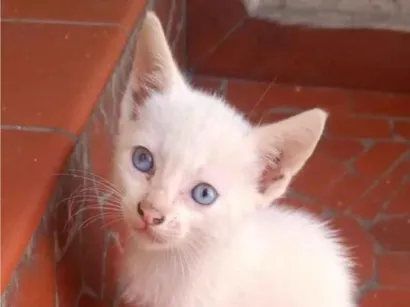 Gato raça SRD-ViraLata idade 2 a 6 meses nome BRANQUINHO NEVE