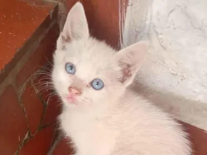 Gato raça SRD-ViraLata idade Abaixo de 2 meses nome BRANQUINHA NEVE