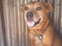 Cachorro raça SRD-ViraLata idade 3 anos nome Bob