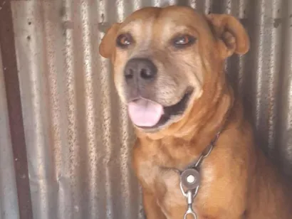 Cachorro raça SRD-ViraLata idade 3 anos nome Bob