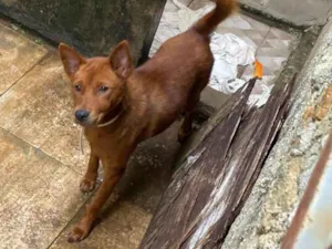 Cachorro raça SRD-ViraLata idade 2 anos nome Não sei 