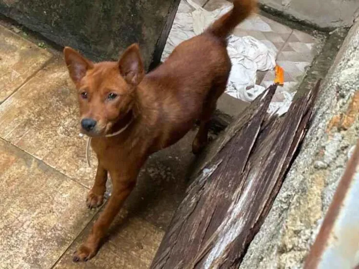 Cachorro raça SRD-ViraLata idade 2 anos nome Não sei 