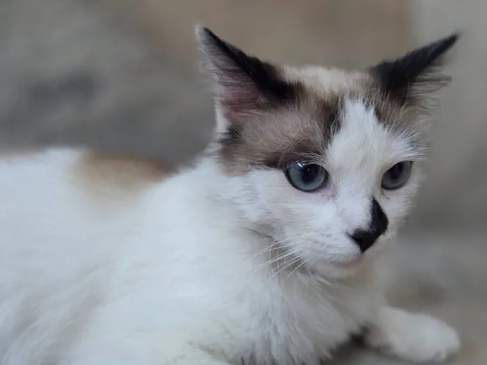 Gato raça SRD-ViraLata idade 1 ano nome Docinho