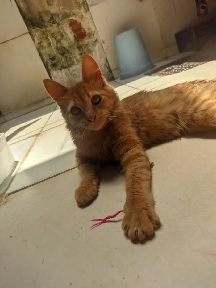 Gato raça SRD-ViraLata idade 2 a 6 meses nome Remi