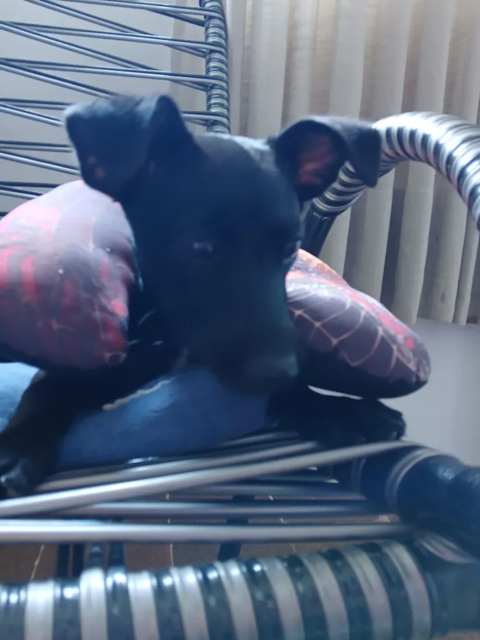 Cachorro raça SRD-ViraLata idade 2 a 6 meses nome Cherry