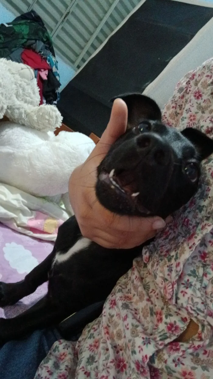 Cachorro raça SRD-ViraLata idade 2 a 6 meses nome Cherry