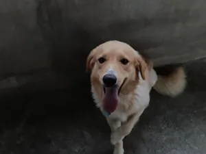 Cachorro raça SRD-ViraLata idade 2 anos nome Marley 