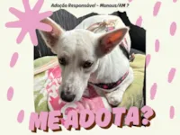 Cachorro raça SRD-ViraLata idade 2 anos nome Neve 