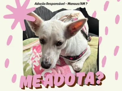 Cachorro raça SRD-ViraLata idade 2 anos nome Neve 