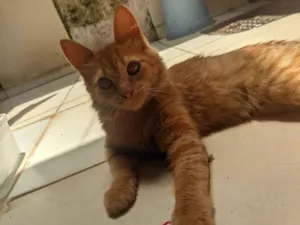 Gato raça SRD-ViraLata idade 2 a 6 meses nome Remi
