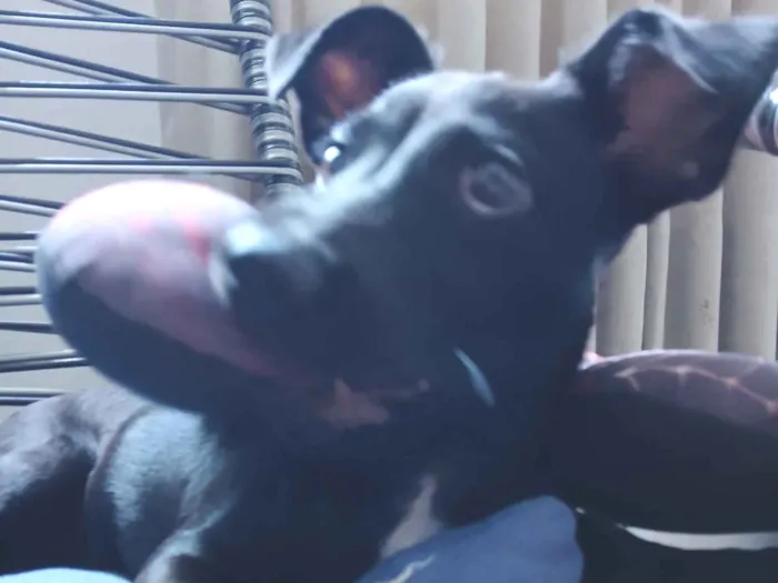 Cachorro raça SRD-ViraLata idade 2 a 6 meses nome Cherry