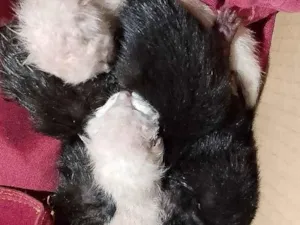 Gato raça SRD-ViraLata idade Abaixo de 2 meses nome Gatinhos abandonados 