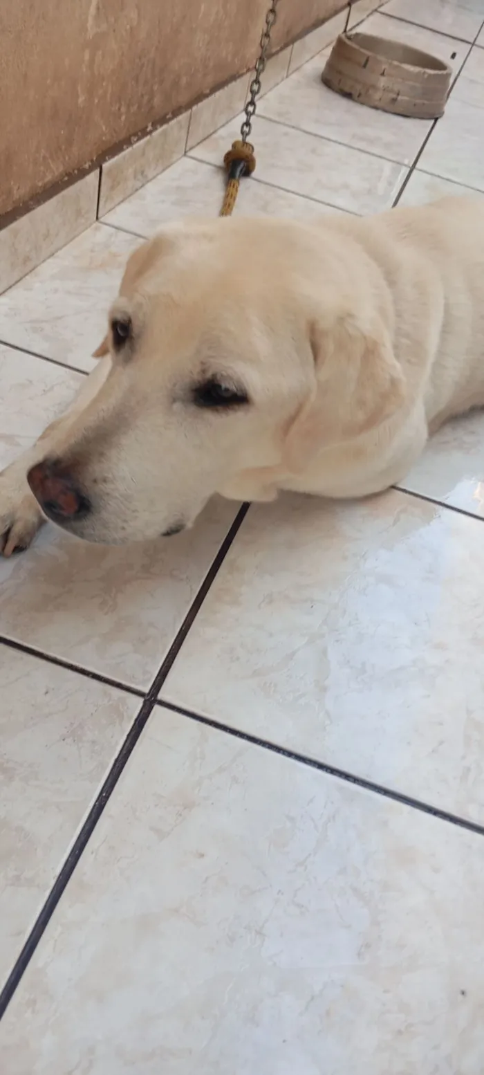 Cachorro raça Labrador idade 3 anos nome Max