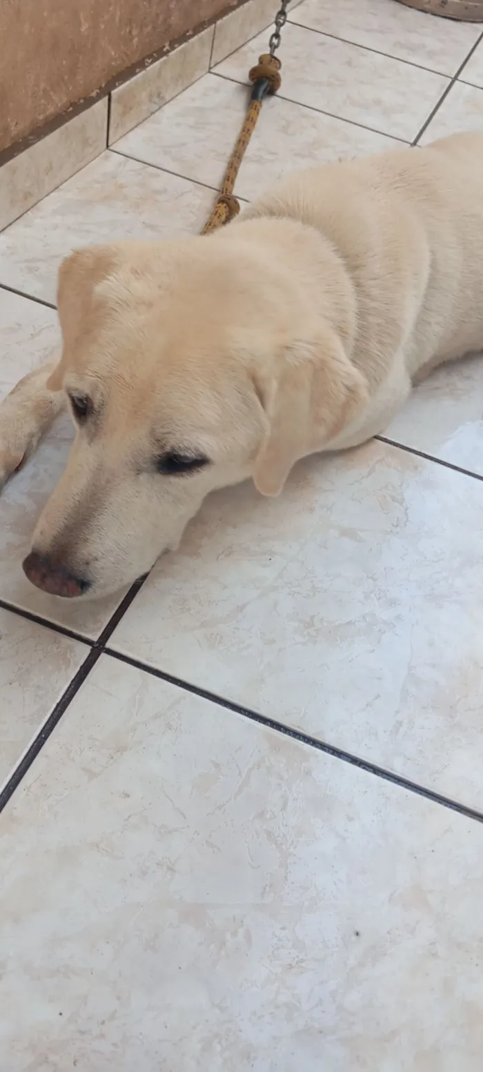 Cachorro raça Labrador idade 3 anos nome Max