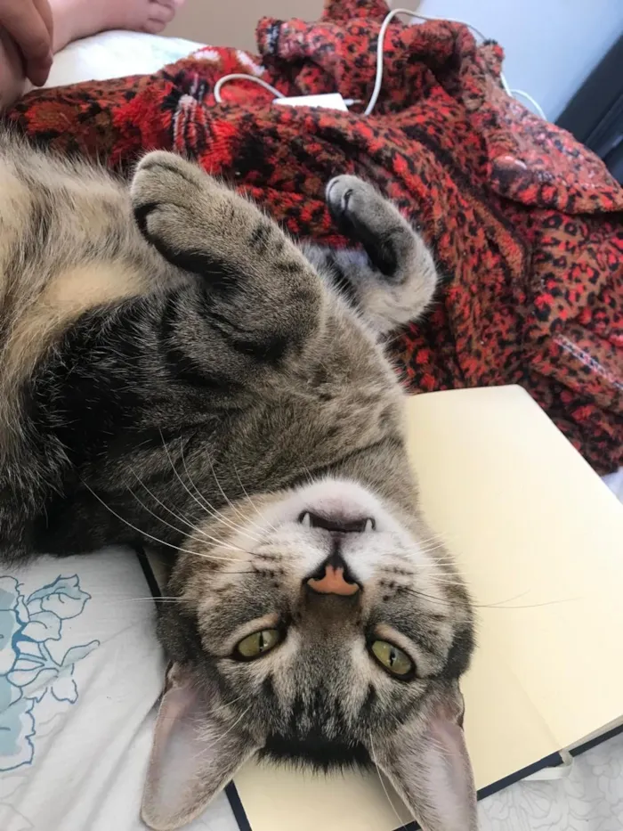 Gato raça SRD-ViraLata idade 5 anos nome Shuri e Toro