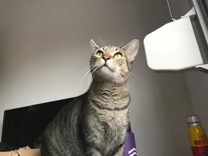 Gato raça SRD-ViraLata idade 5 anos nome Shuri e Toro