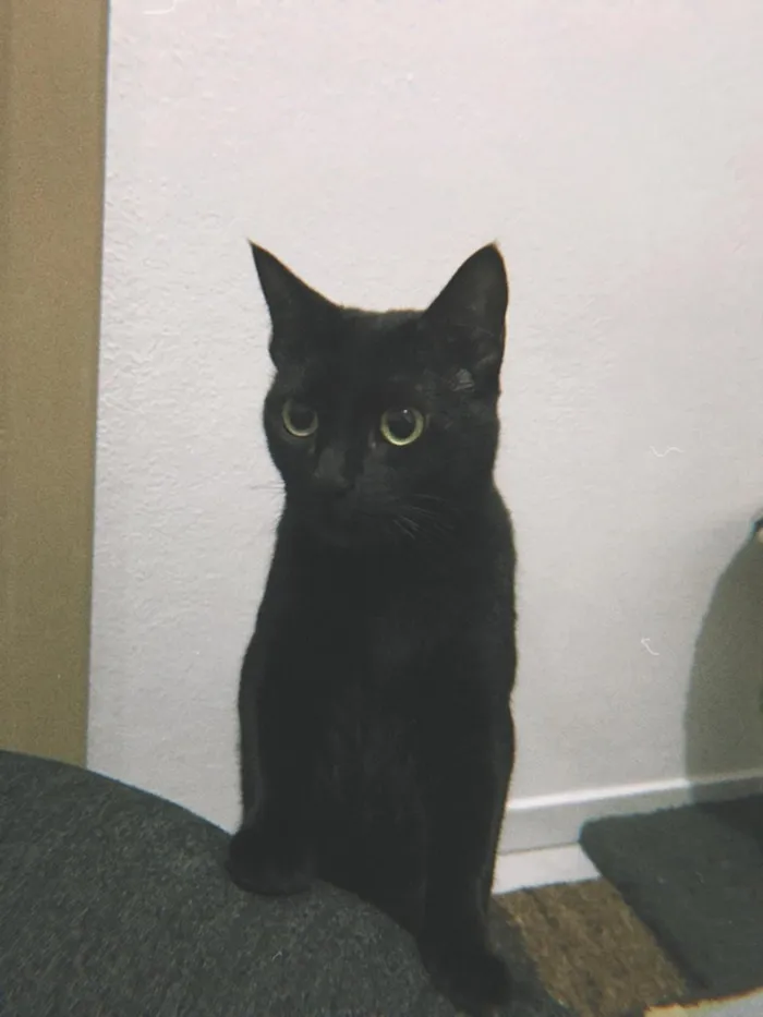 Gato raça SRD-ViraLata idade 5 anos nome Shuri e Toro