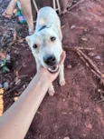 Cachorro raça SRD-ViraLata idade 1 ano nome Branquela