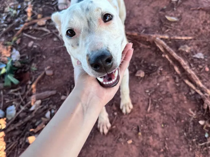 Cachorro raça SRD-ViraLata idade 1 ano nome Branquela
