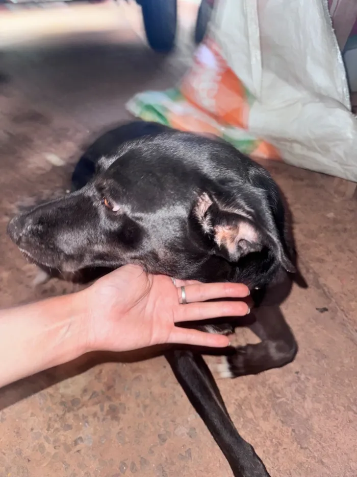 Cachorro raça SRD-ViraLata idade 2 anos nome Pretinha 