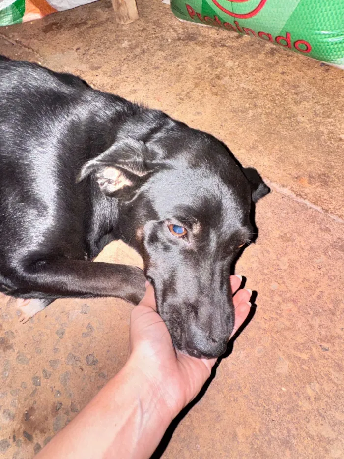 Cachorro raça SRD-ViraLata idade 2 anos nome Pretinha 