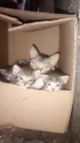 Gatos 