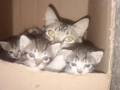 Gato raça SRD-ViraLata idade Abaixo de 2 meses nome Gatos 