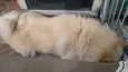 Cachorro raça Chow Chow idade 3 anos nome Thor
