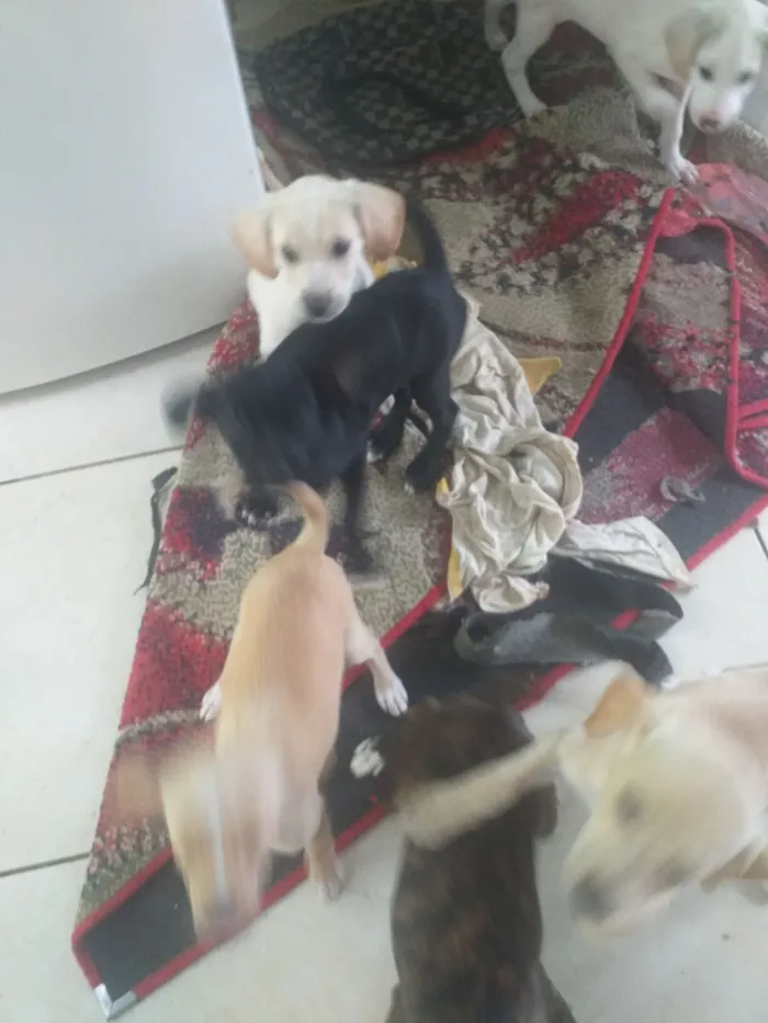 Cachorro raça SRD-ViraLata idade Abaixo de 2 meses nome Branquinho