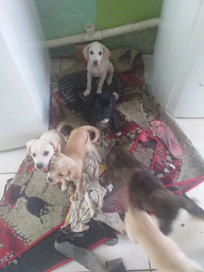 Cachorro raça SRD-ViraLata idade Abaixo de 2 meses nome Branquinho