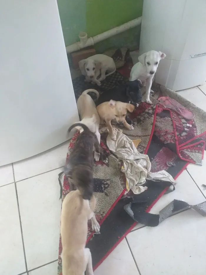 Cachorro raça SRD-ViraLata idade Abaixo de 2 meses nome Branquinho