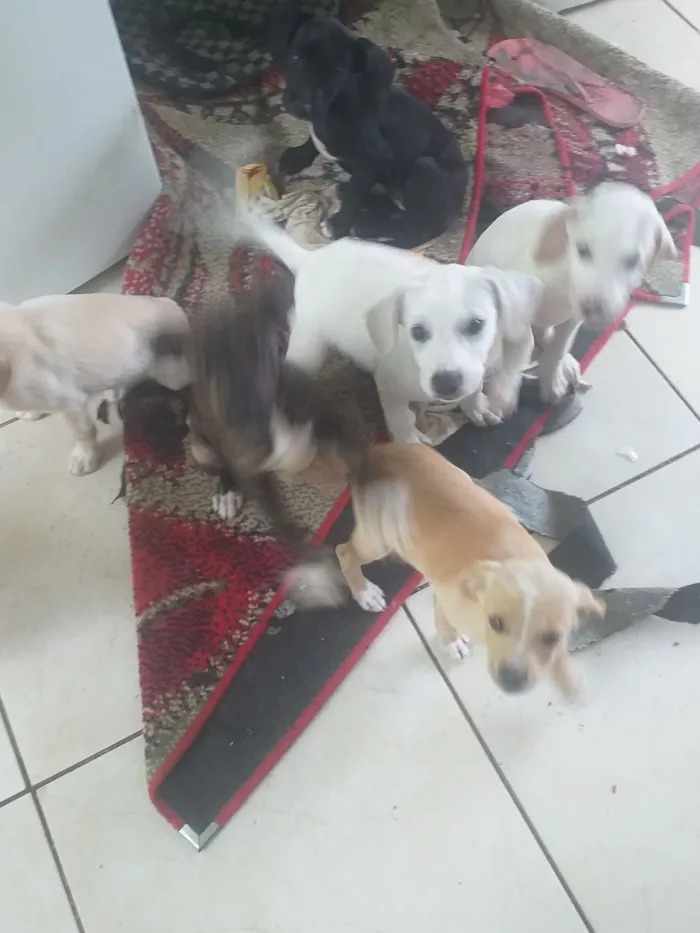 Cachorro raça SRD-ViraLata idade 2 a 6 meses nome Branquinho