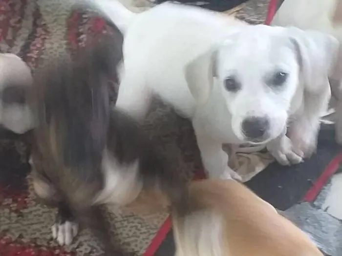 Cachorro raça SRD-ViraLata idade 2 a 6 meses nome Branquinho