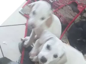 Cachorro raça SRD-ViraLata idade 2 a 6 meses nome Branquinho