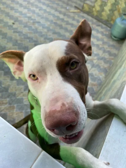 Cachorro raça Pit-Bull idade 2 a 6 meses nome Billy