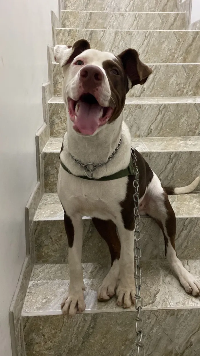Cachorro raça Pit-Bull idade 2 a 6 meses nome Billy
