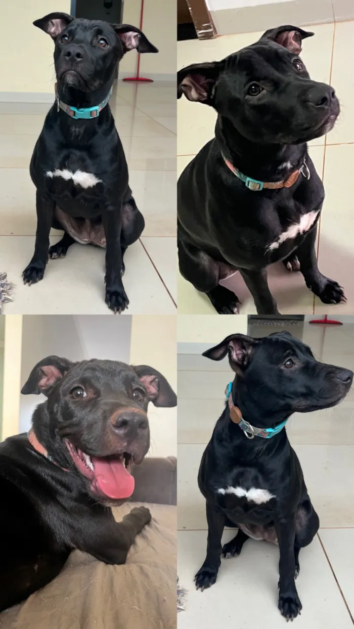 Cachorro raça Pit-Bull idade 7 a 11 meses nome Preta