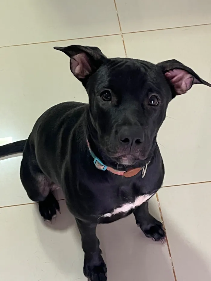 Cachorro raça Pit-Bull idade 7 a 11 meses nome Preta
