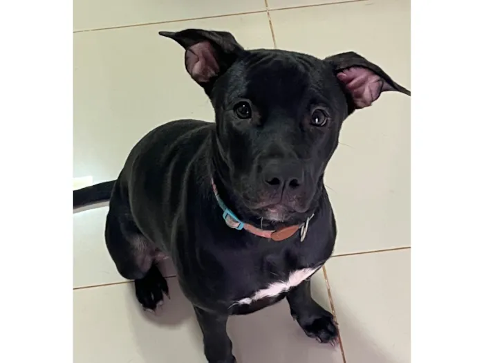 Cachorro raça Pit-Bull idade 7 a 11 meses nome Preta