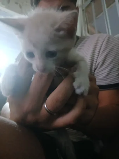 Gato raça SRD-ViraLata idade 2 a 6 meses nome Blanca