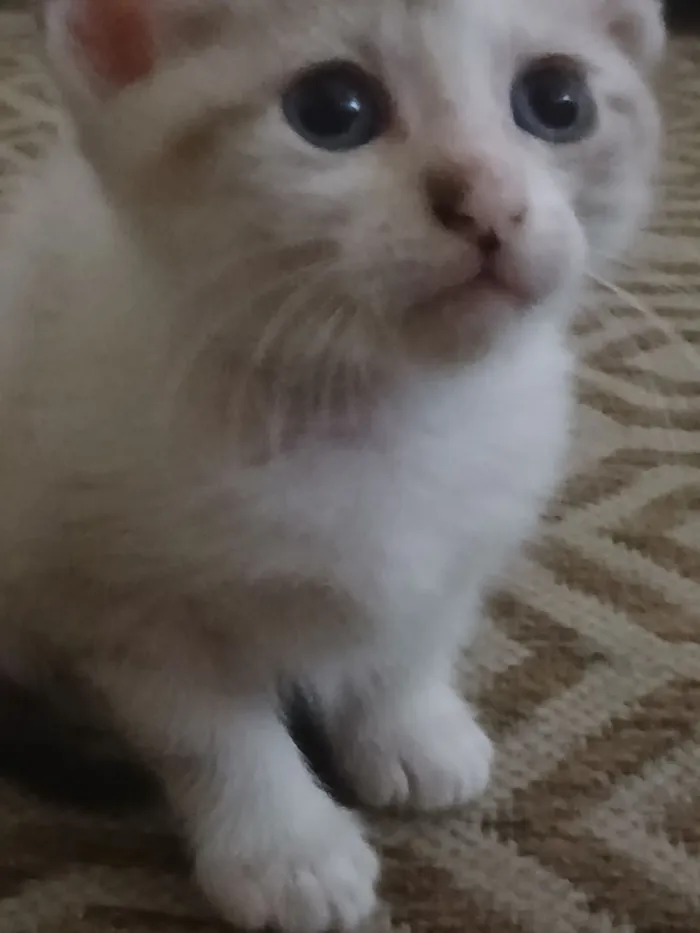 Gato raça SRD-ViraLata idade 2 a 6 meses nome Blanca