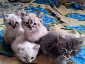 Gato raça SRD-ViraLata idade 2 a 6 meses nome Gatinho Lindo