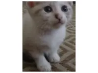 Gato raça SRD-ViraLata idade 2 a 6 meses nome Blanca