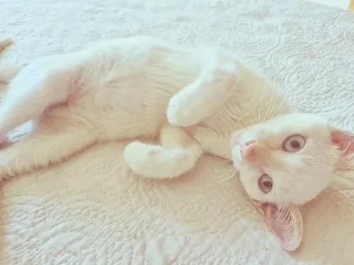 Gato raça SRD-ViraLata idade 2 a 6 meses nome ZINHO MIX