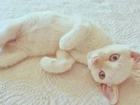 Gato raça SRD-ViraLata idade 2 a 6 meses nome ZINHO MIX