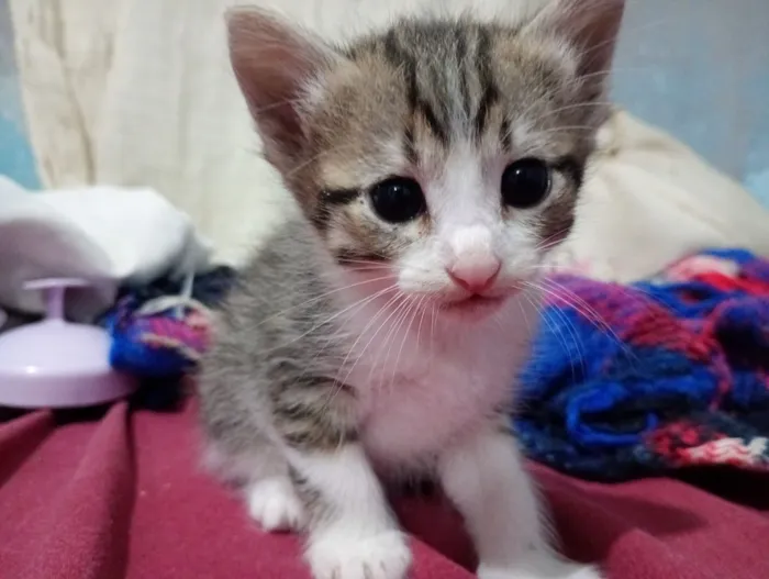 Gato raça SRD-ViraLata idade 2 a 6 meses nome Sem nomes