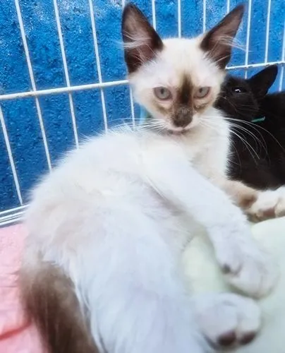 Gato raça SRD-ViraLata idade 2 a 6 meses nome TEOZINHO MIX